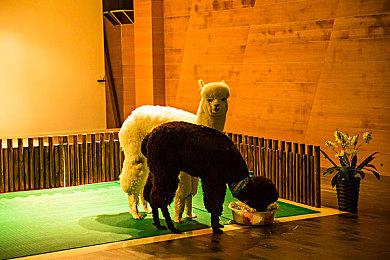 《艾尔登法环》国际服网络测试资格发放 你中了吗？